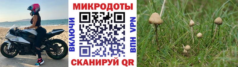 mega tor  Феодосия  Псилоцибиновые грибы Psilocybine cubensis 